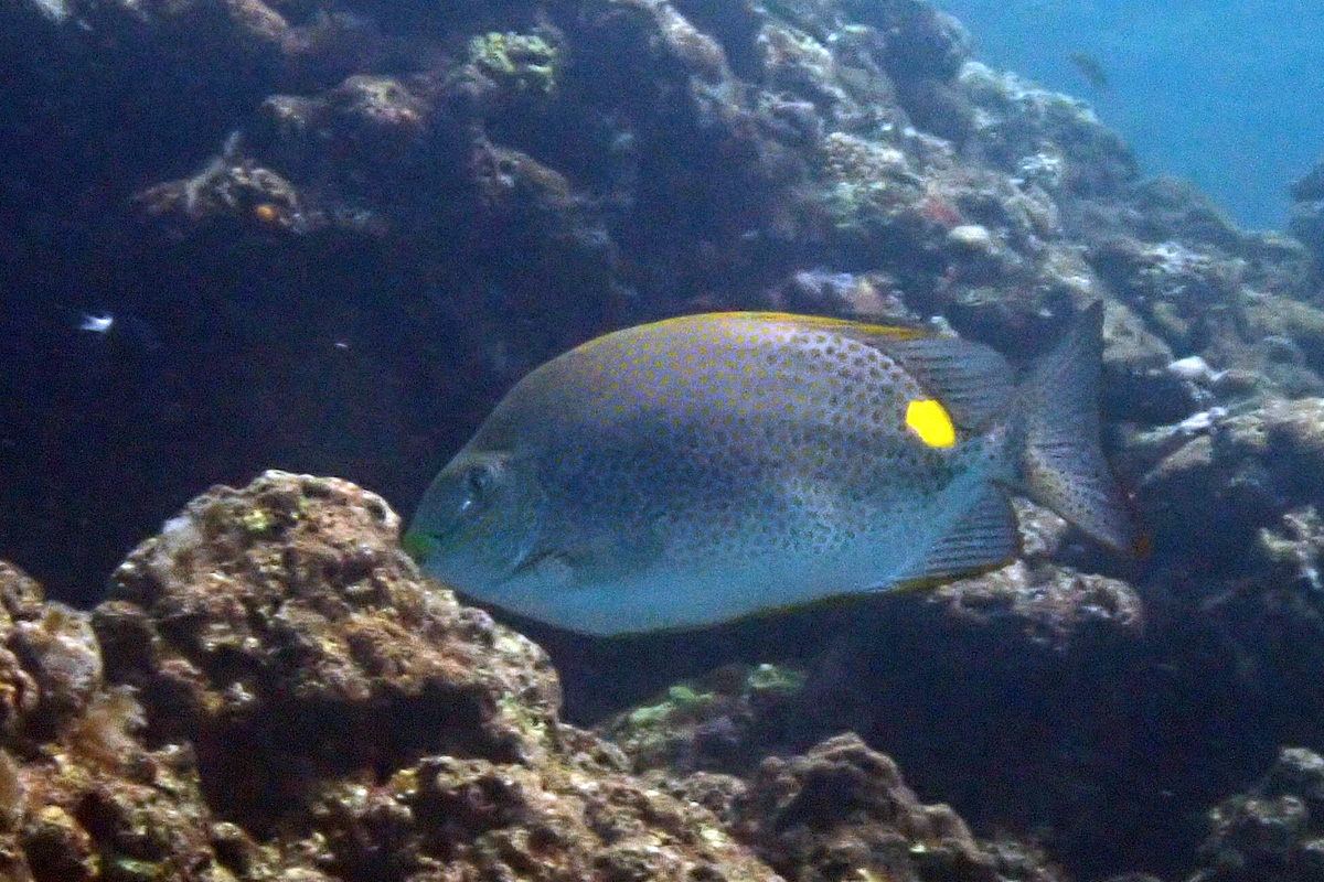 Golden Rabbitfish – ゴマアイゴ