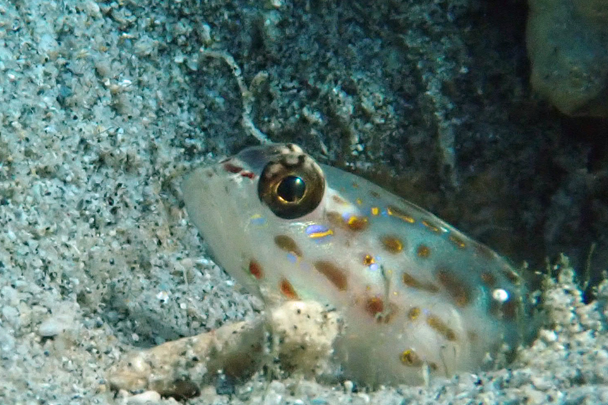 Goldspeckled Shrimpgoby シノビハゼ