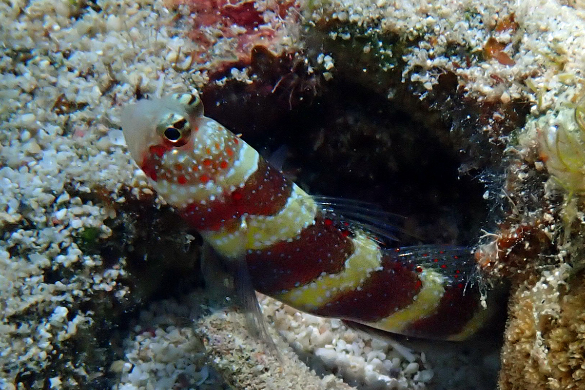 Gorgeous Shrimpgoby – クビアカハゼ