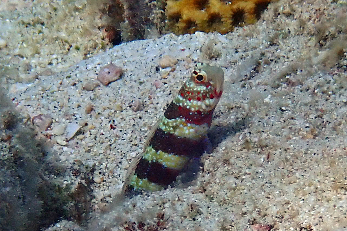 Gorgeous Shrimpgoby クビアカハゼ