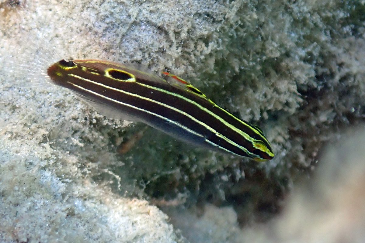 Hector’s Goby キンセンハゼ