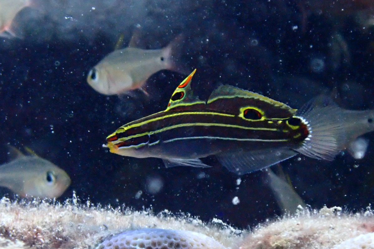 Hector’s Goby – キンセンハゼ