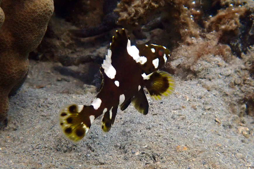 Highfin Grouper – シロブチハタ