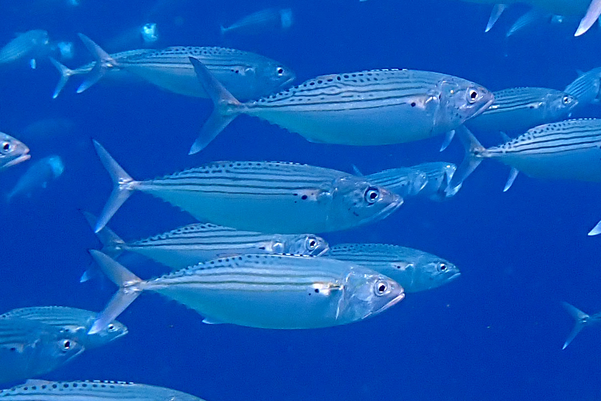 Indian Mackerel – グルクマ