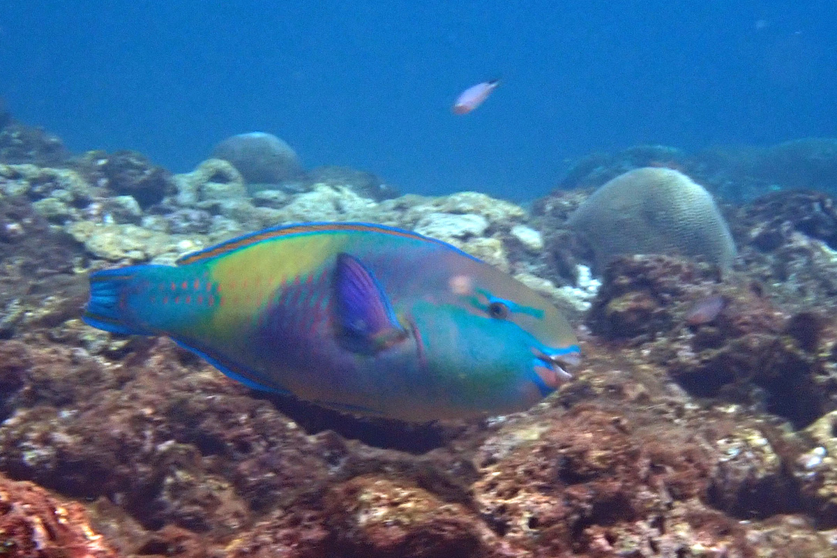 Japanese Parrotfish シジュウカラ