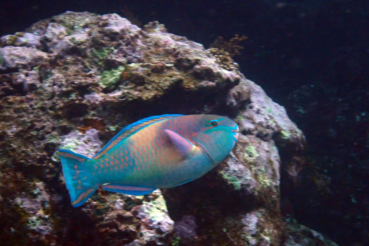 Japanese Parrotfish – シジュウカラ