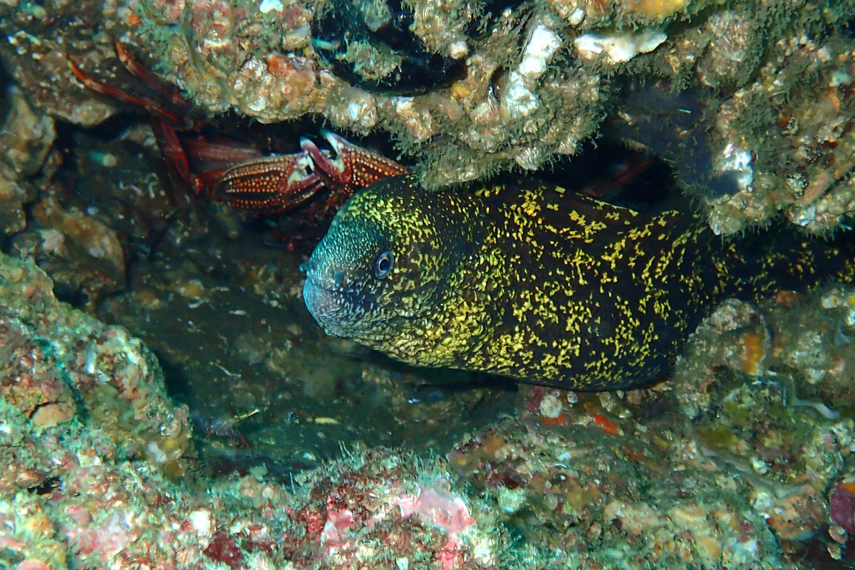 Kidako Moray ウツボ