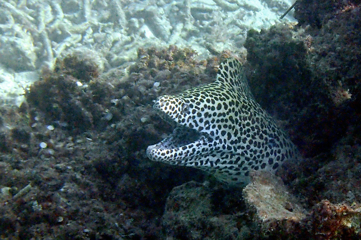 Laced Moray ヒョウモンウツボ