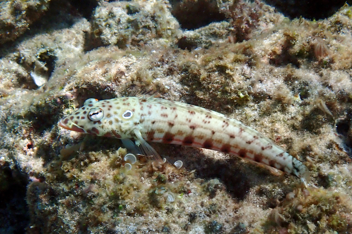 Latticed Sandperch ヨツメトラギス