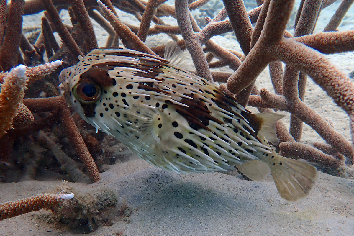 Longspined Porcupinefish ハリセンボン