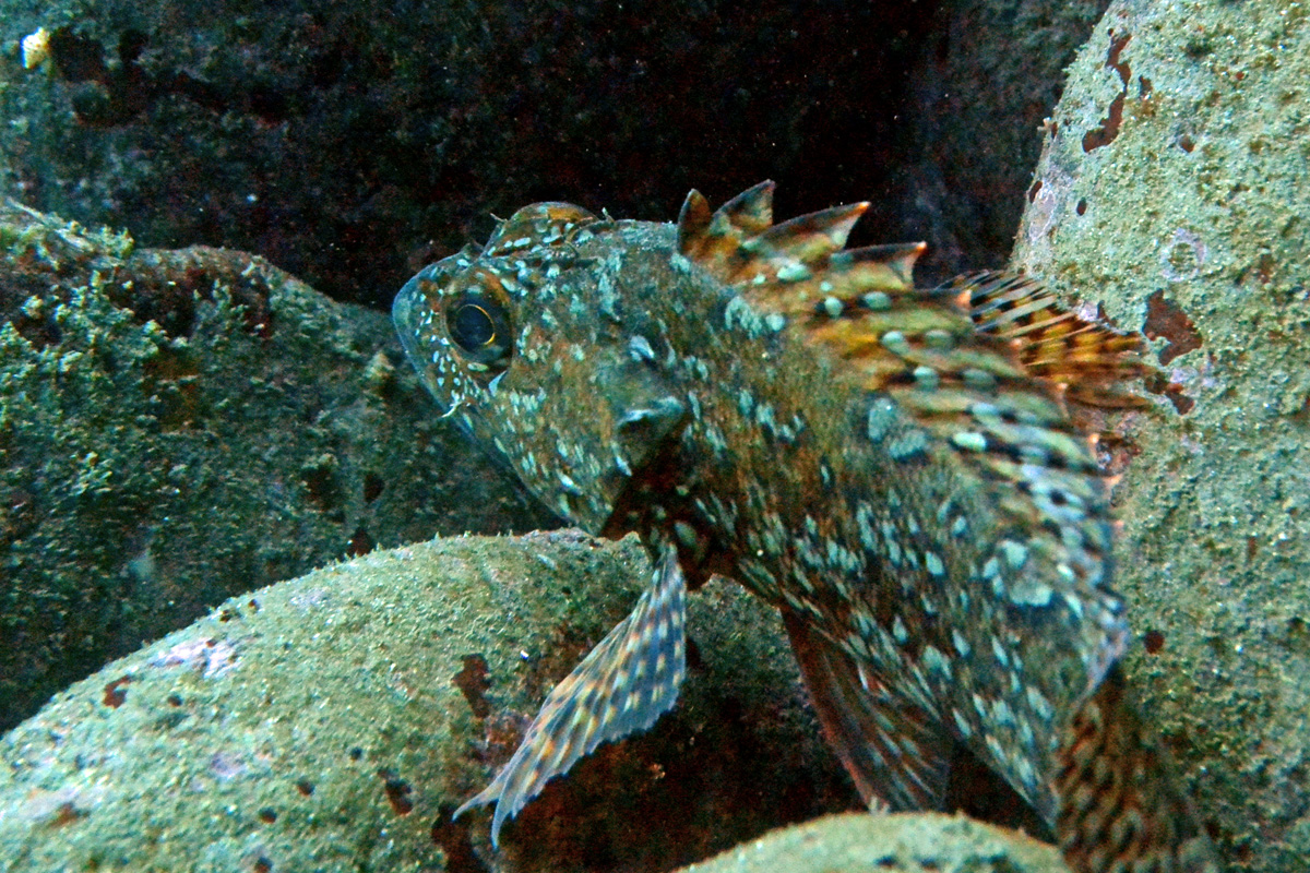 Marbled Rockfish カサゴ