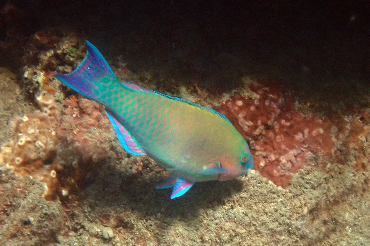 Palenose Parrotfish – オウムブダイ – Uhu