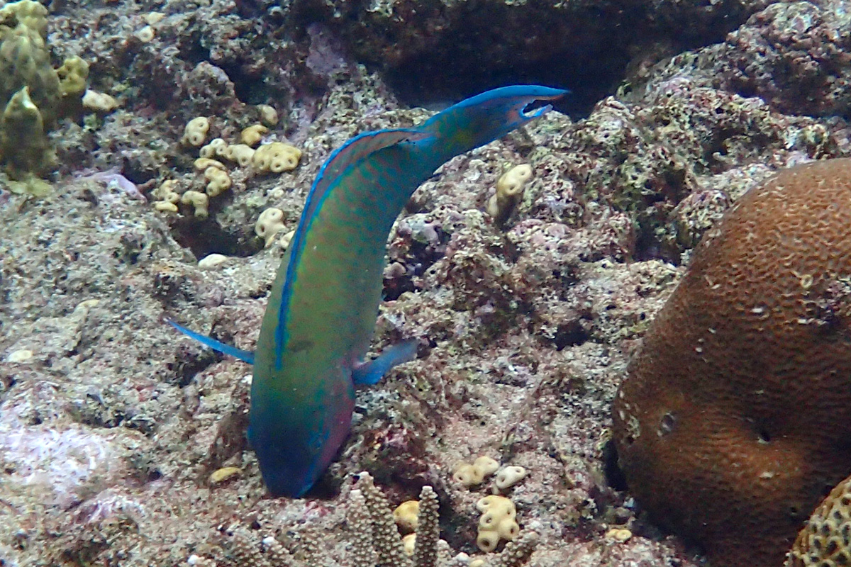 Palenose Parrotfish オウムブダイ