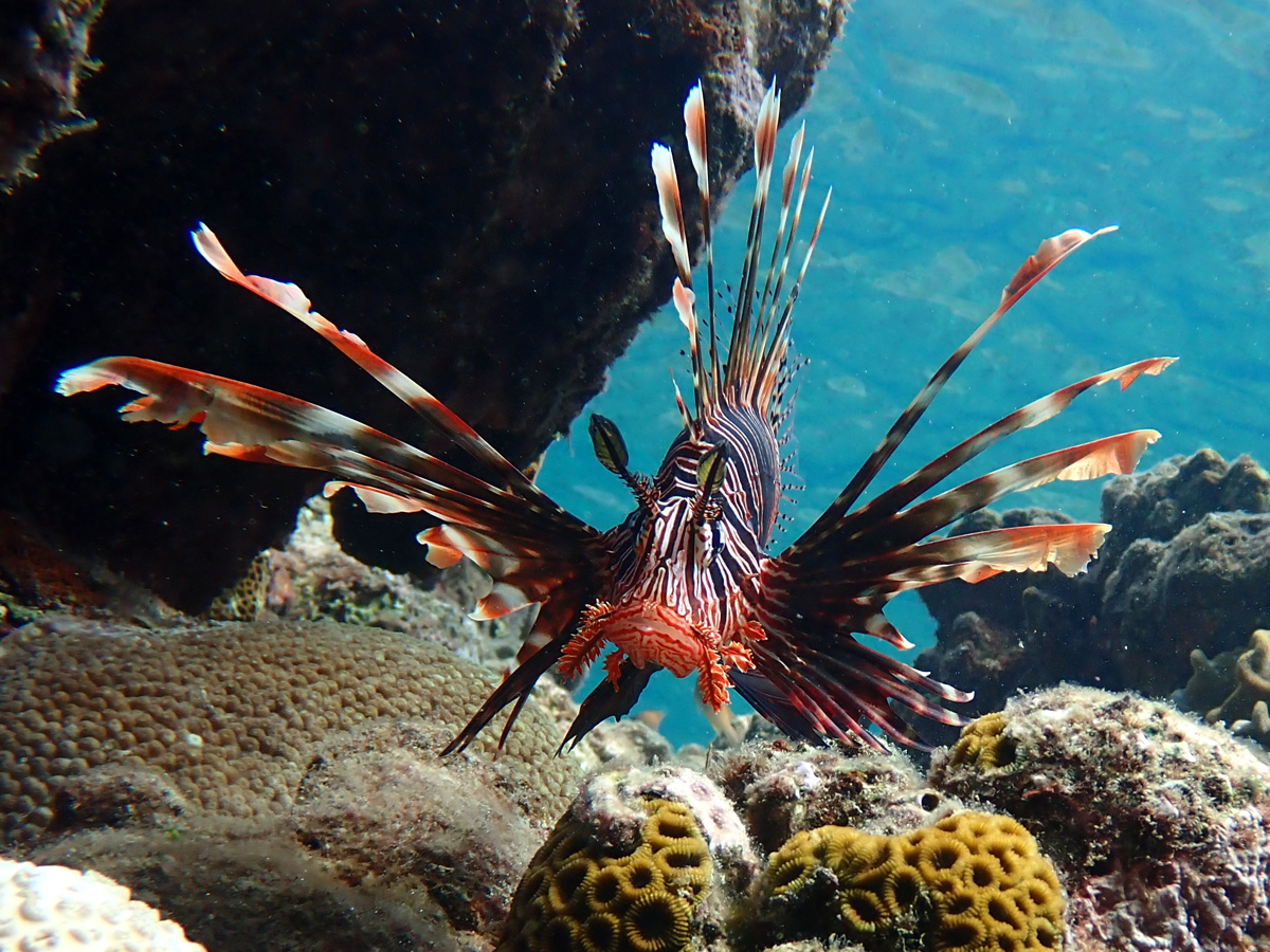 Common Lionfish ハナミノカサゴ