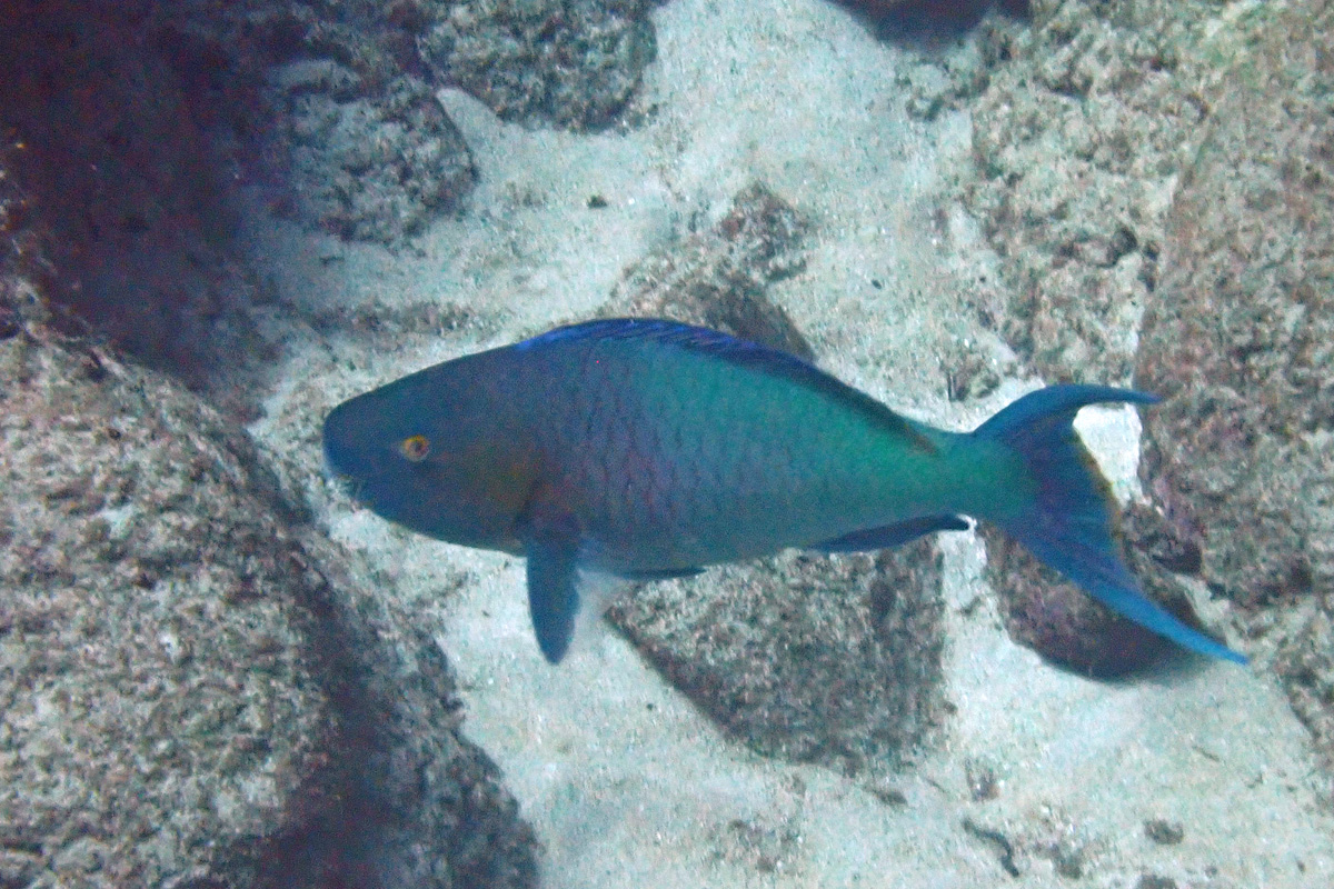 Redlip Parrotfish ナガブダイ