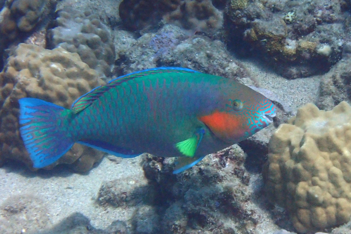 Rivulated Parrotfish スジブダイ