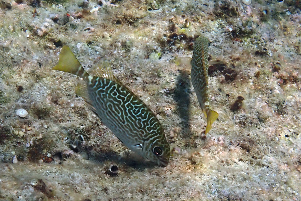Scribbled Rabbitfish – アミアイゴ