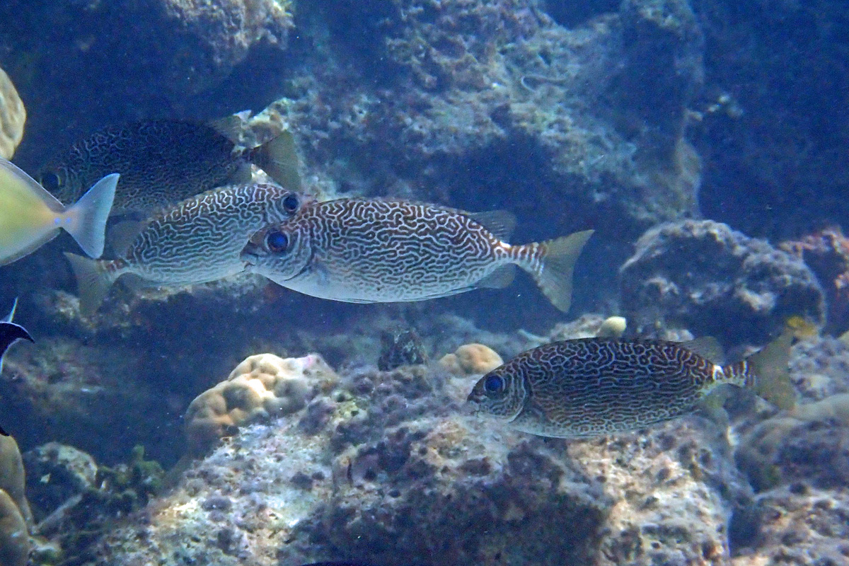 Scribbled Rabbitfish アミアイゴ