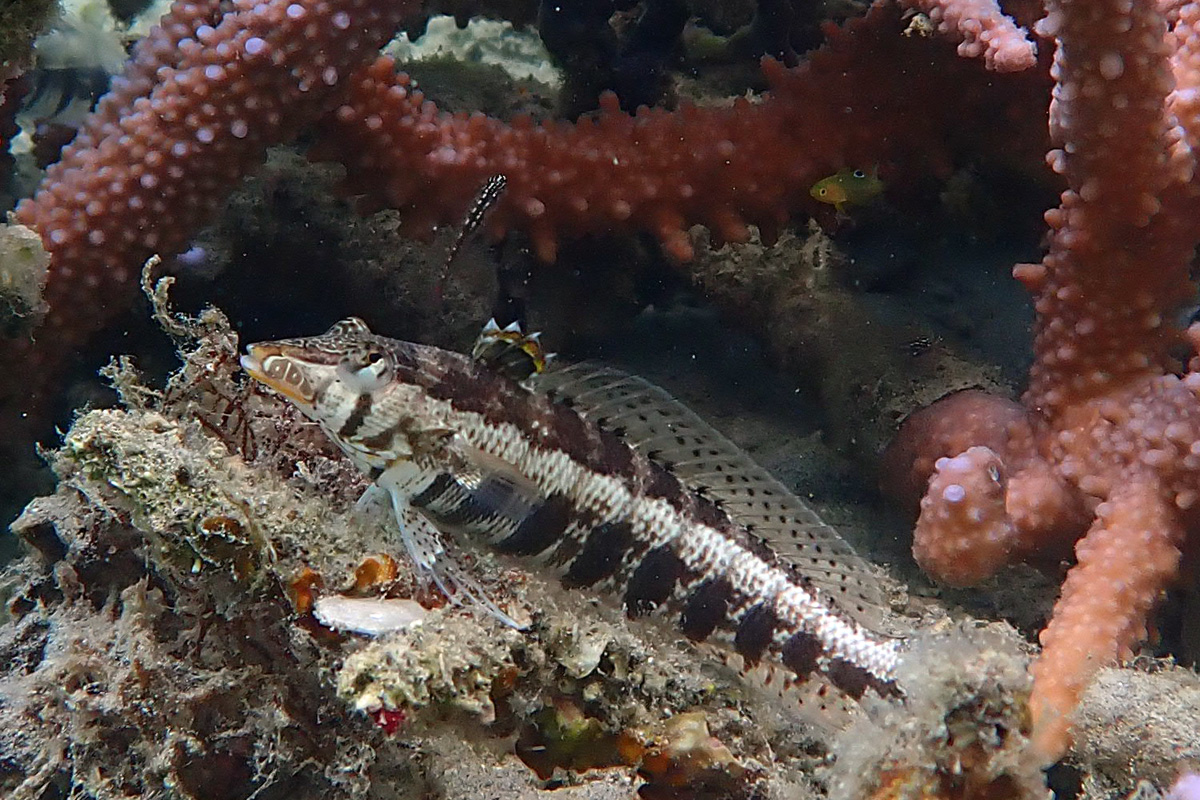 Sharpnose Sandperch – ダンダラトラギス