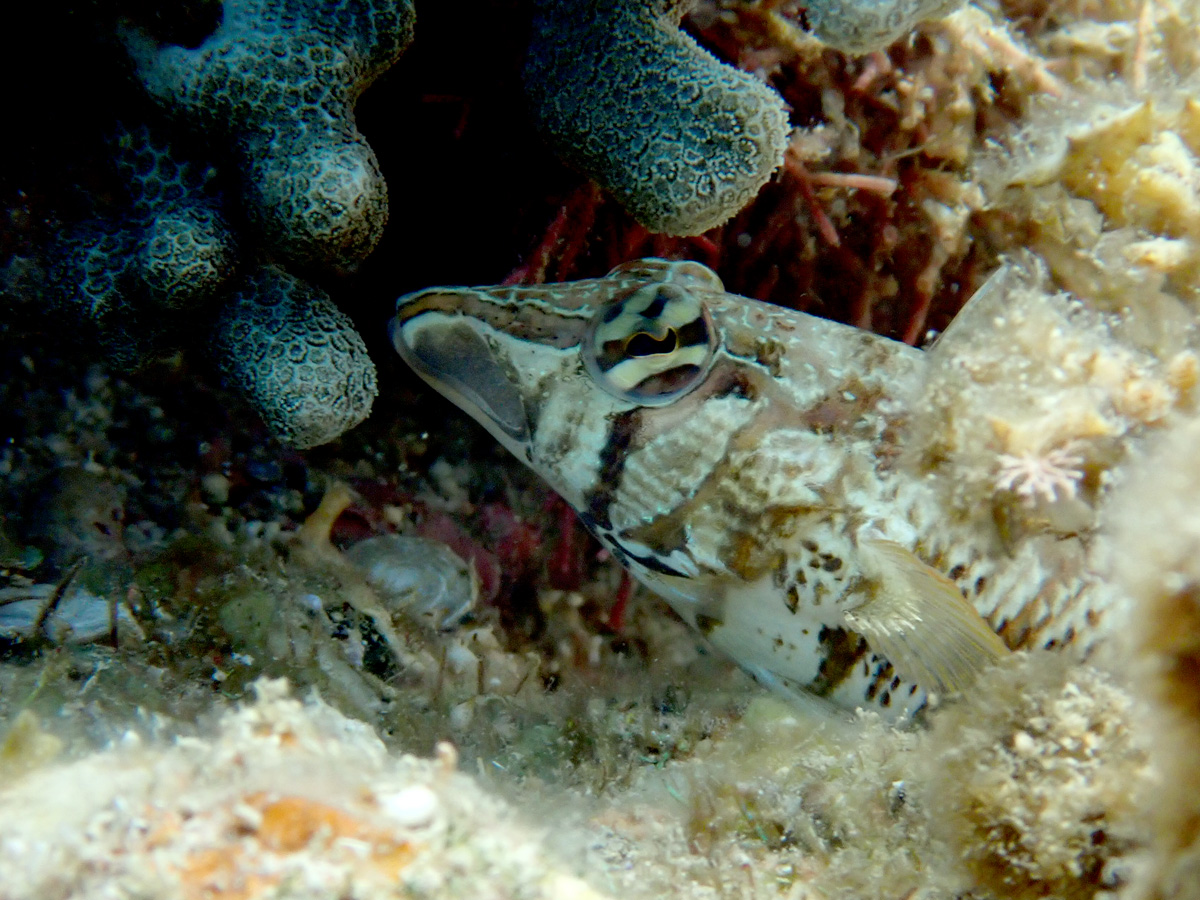 Sharpnose Sandperch ダンダラトラギス