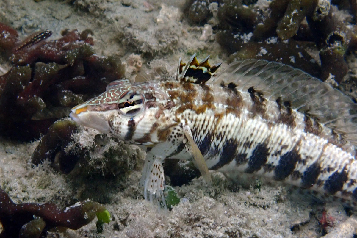 Sharpnose Sandperch – ダンダラトラギス