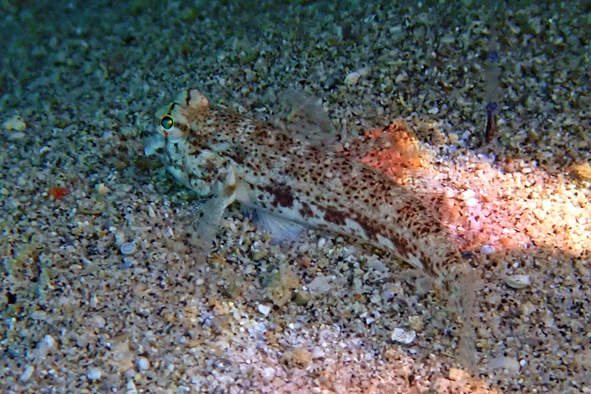 Shoulderspot Sandgoby