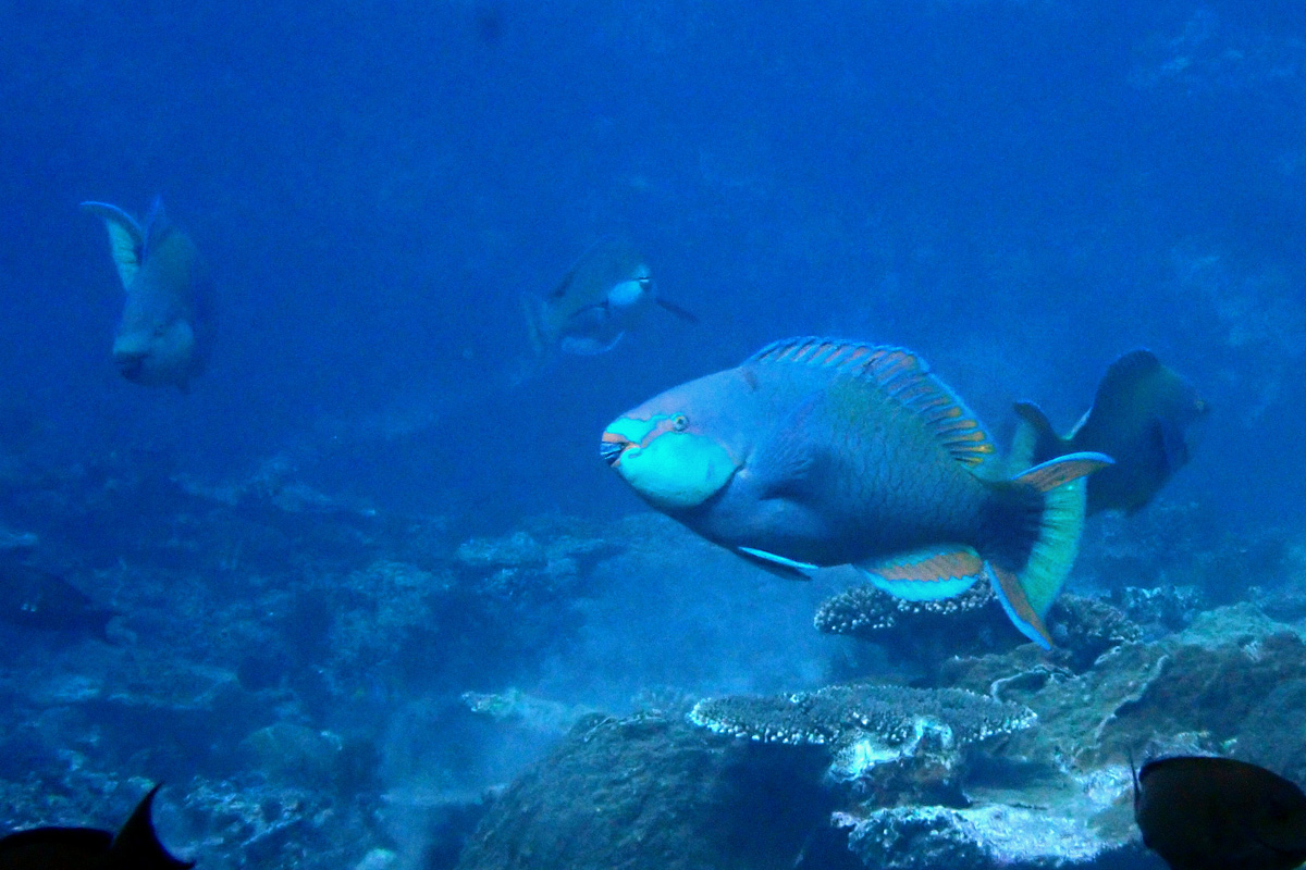 Singapore Parrotfish ニシキブダイ