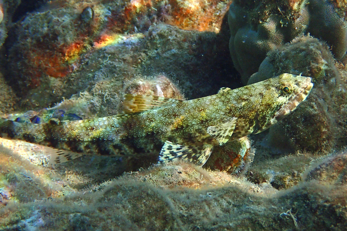 Lizzardfish マダラエソ or ウチウミマダラエソ