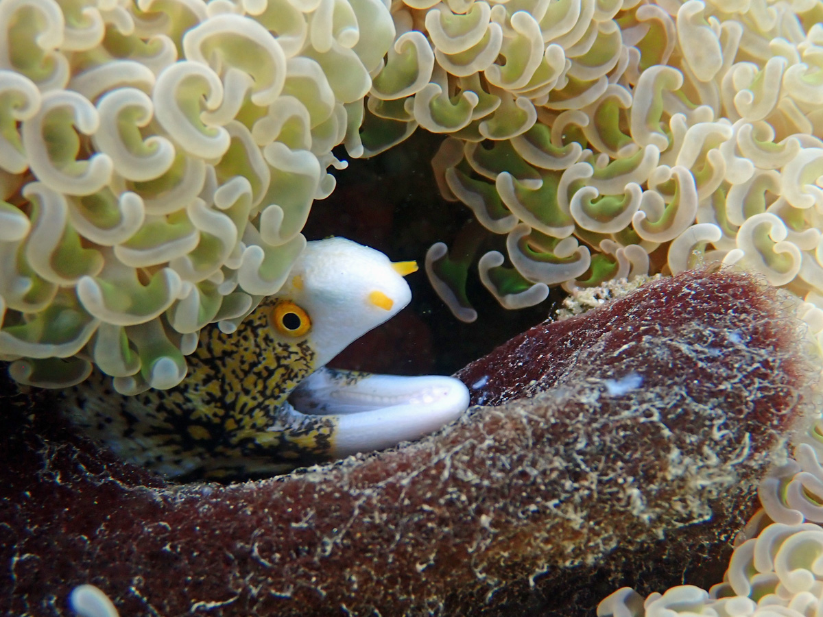 Snowflake Moray クモウツボ