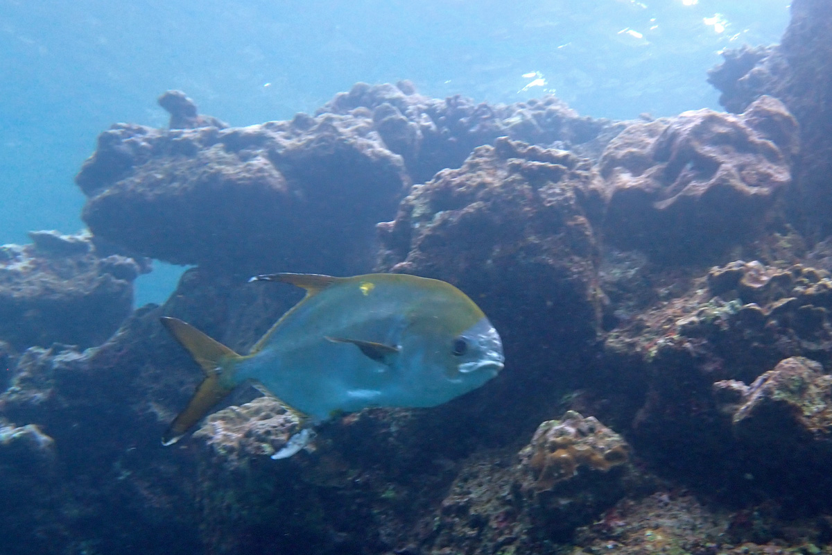 Snubnosed Pompano マルコバン