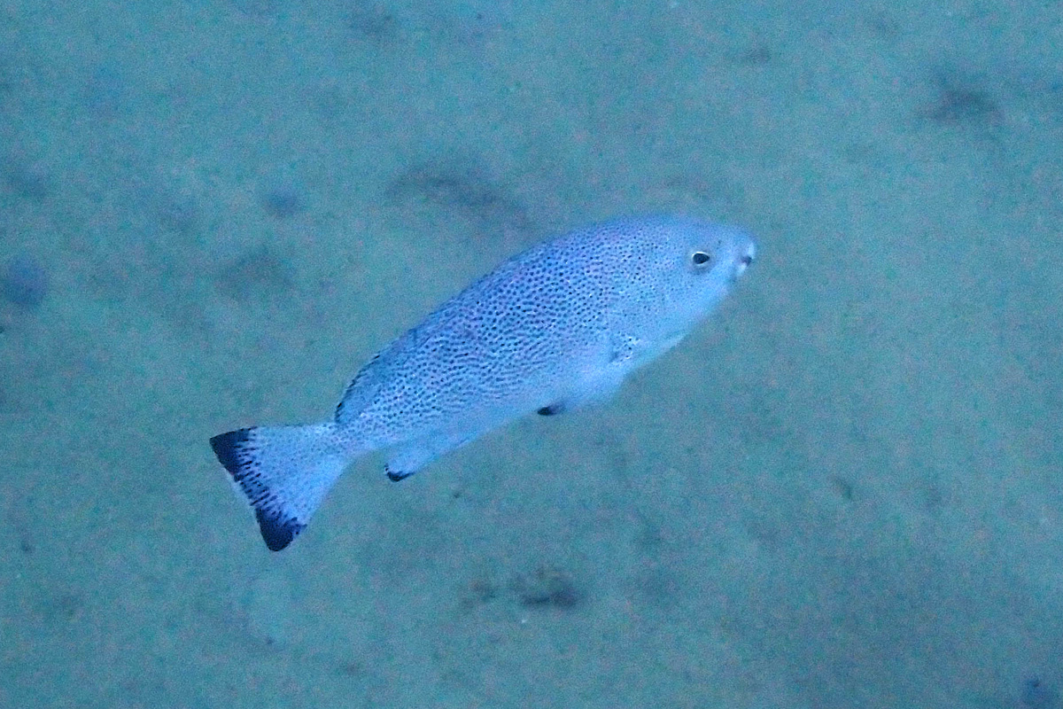 Speckled Blue Grouper – ツチホゼリ