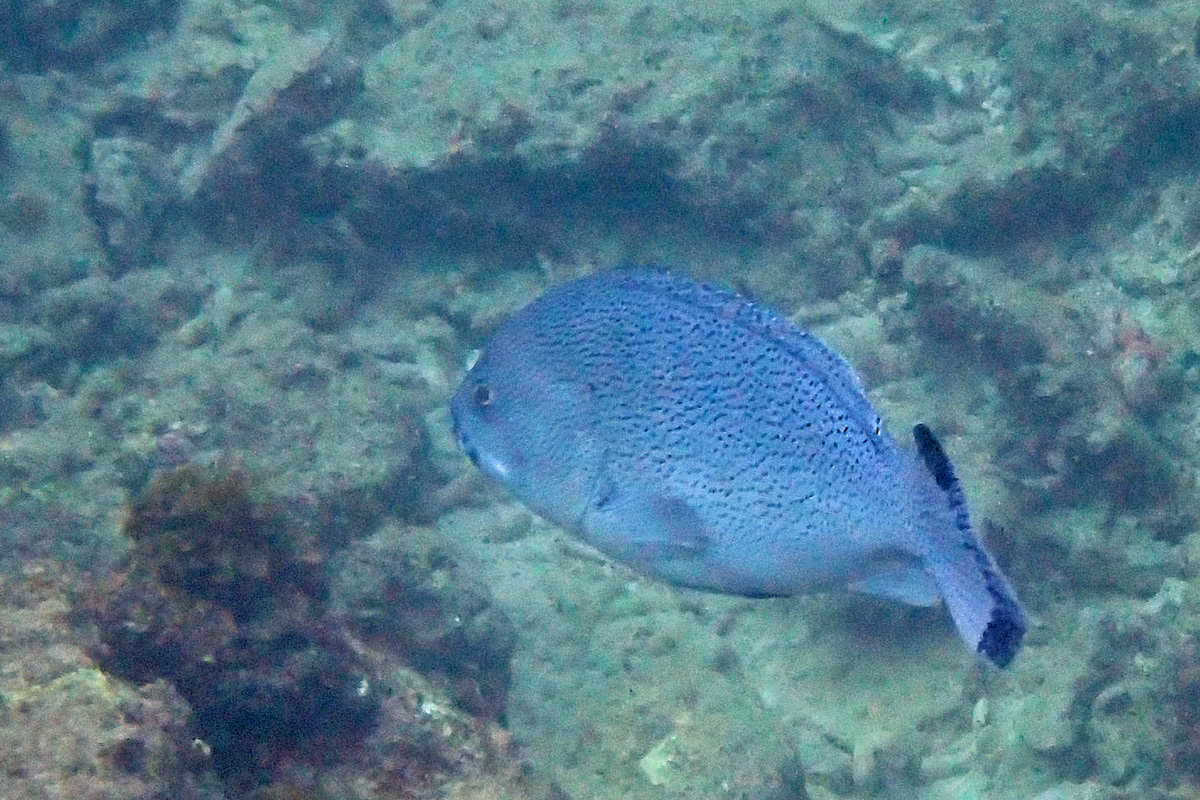 Speckled Blue Grouper ツチホゼリ