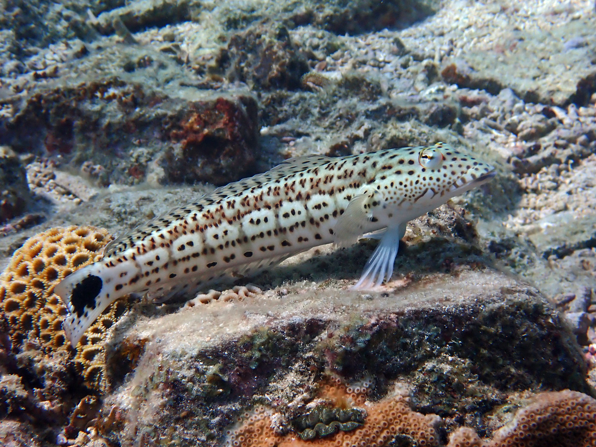 Speckled Sandperch　オグロトラギス