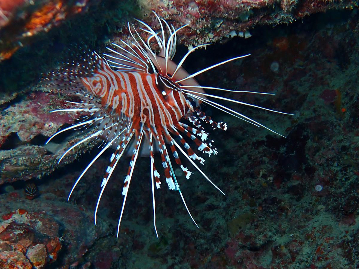 Spotfin Lionfish ネッタイミノカサゴ