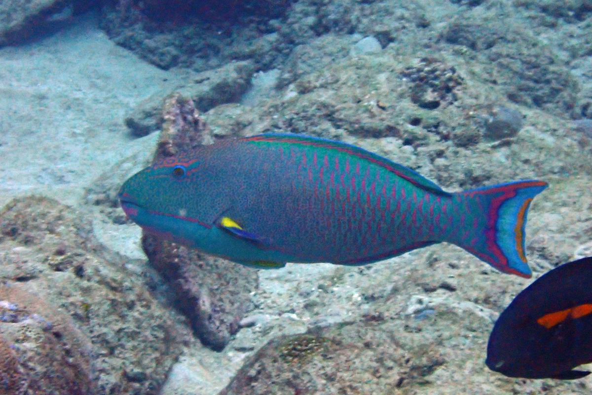 Spotted Parrotfish イロブダイ