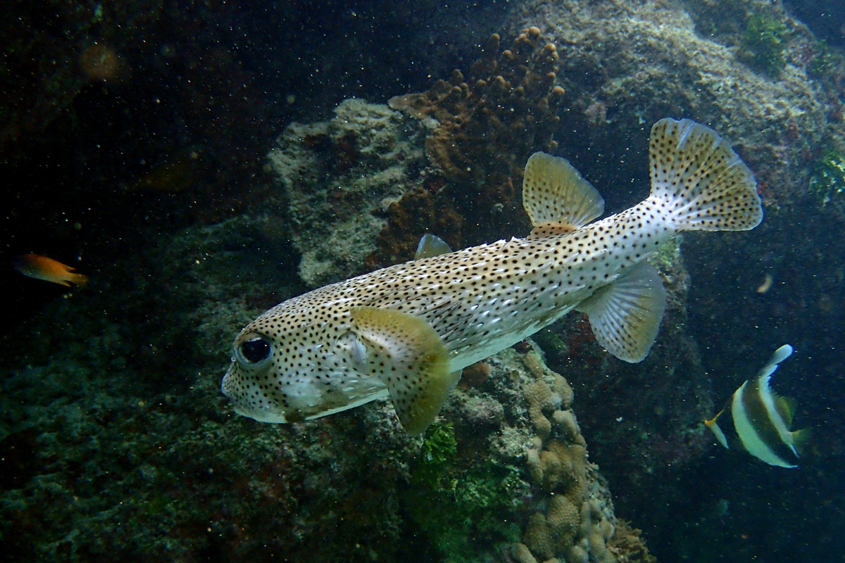 Spotted Porcupinefish ネズミフグ