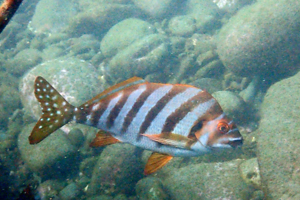 Spottedtail Morwong タカノハダイ