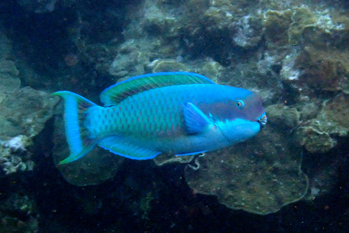 Steephead Parrotfish ナンヨウブダイ