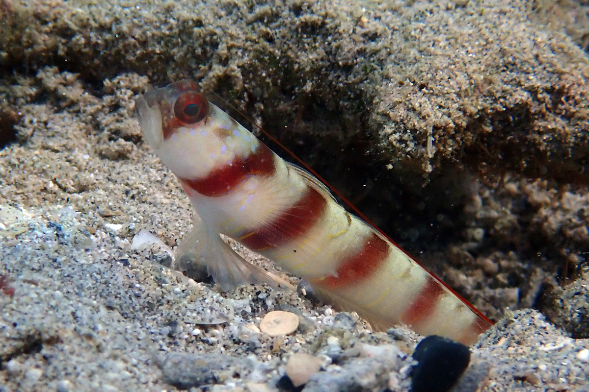 Steinitz’s Shrimpgoby ヒメダテハゼ