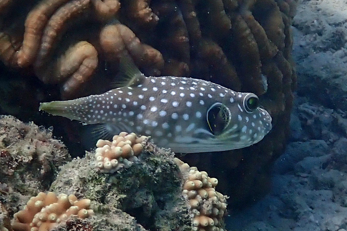 Stripebelly Puffer サザナミフグ