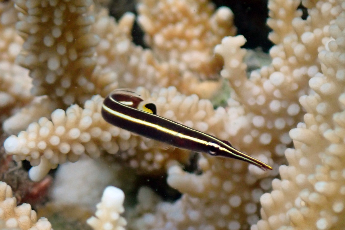 Striped Clingfish – ハシナガウバウオ
