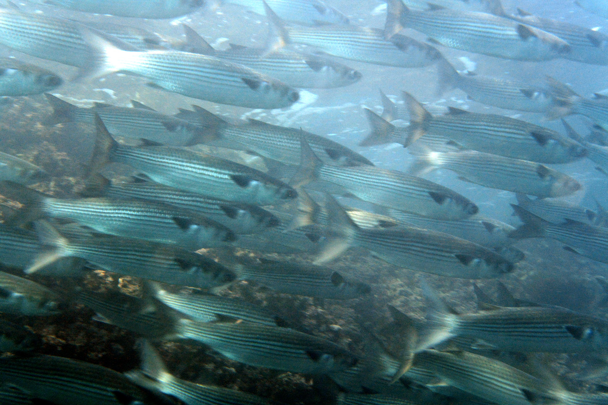 Striped Mullet ボラ