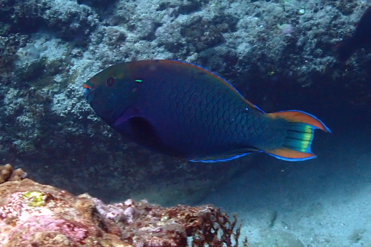 Swarthy Parrotfish – ブチブダイ