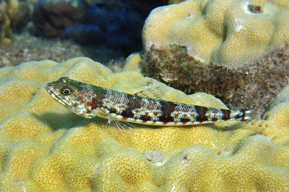 Twospot Lizardfish ニテンエソ