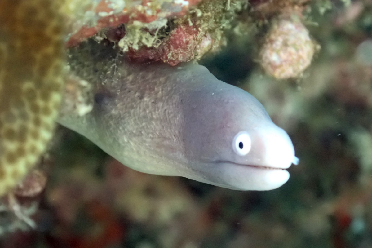 White-eyed Moray サビウツボ