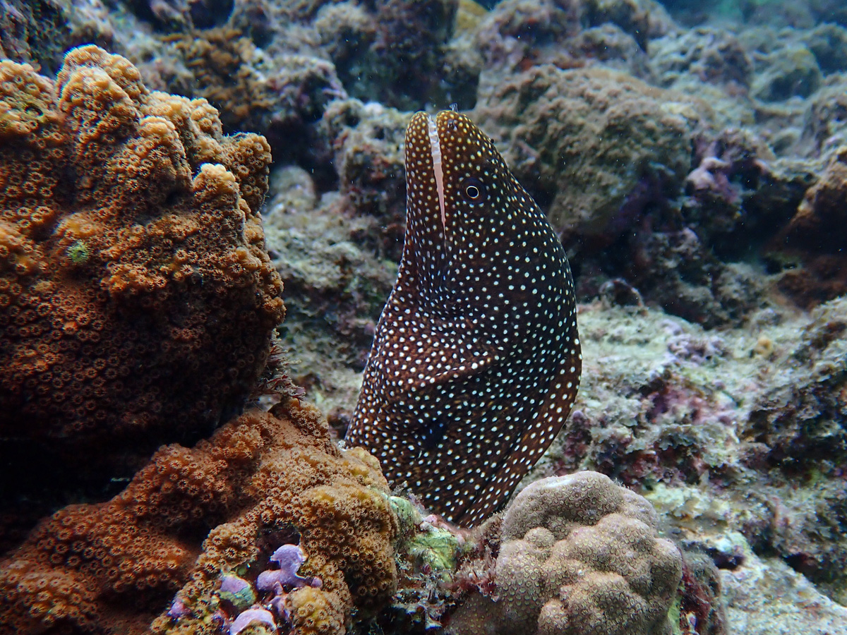 Whitemouth Moray ワカウツボ