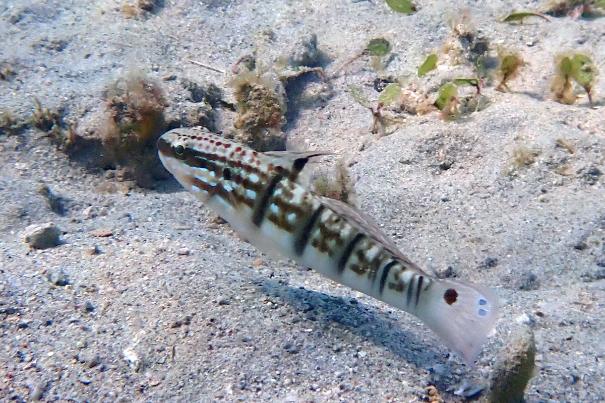 Whitebarred Goby