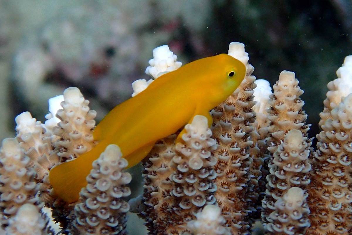 Yellow Coralgoby キイロサンゴハゼ