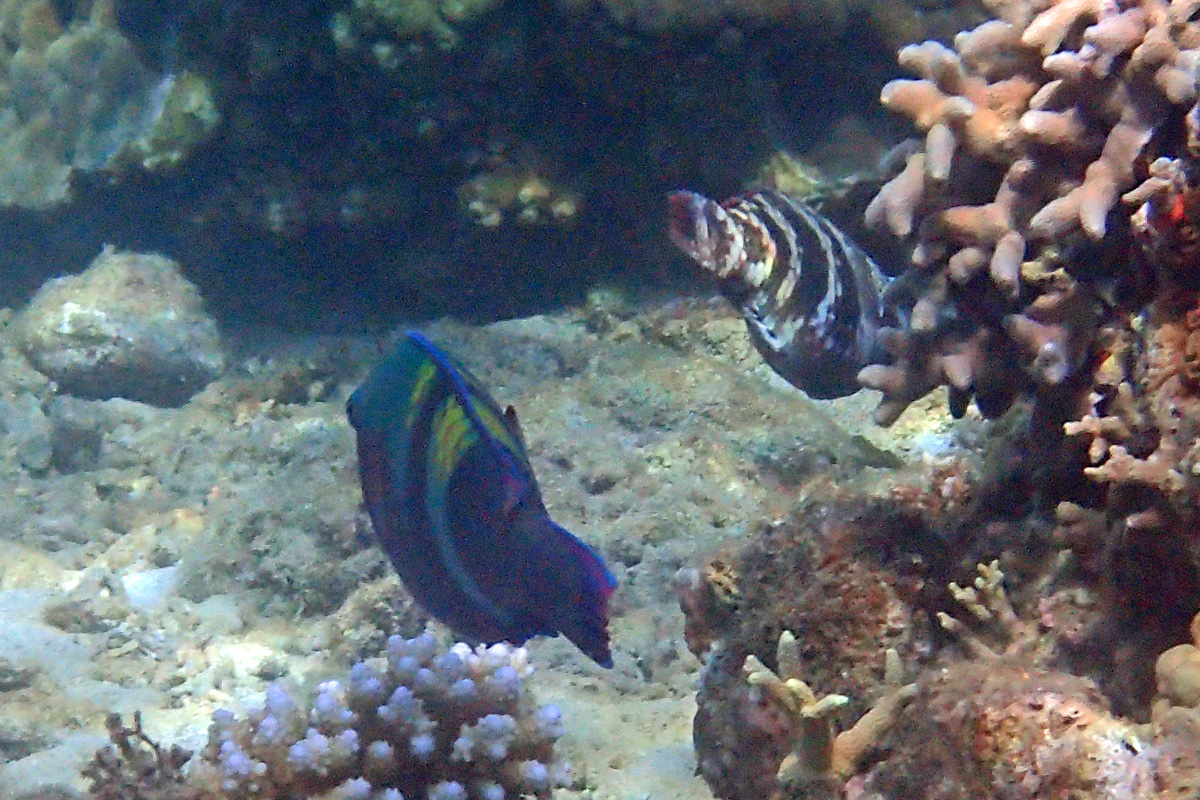 Yellowband Parrotfish オビブダイ