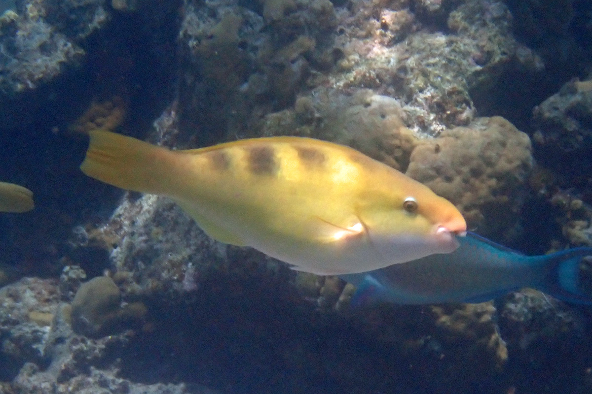 Yellowbarred Parrotfish – カワリブダイ